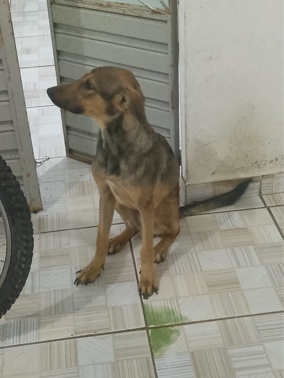 Cachorro pra doação 