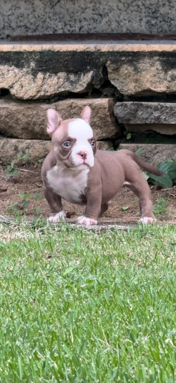 Filhote de american bully micro