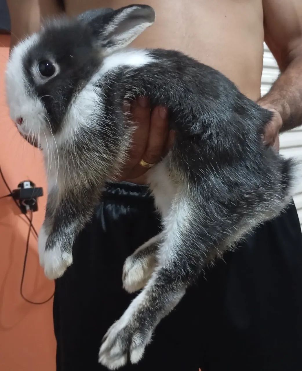 Coelhinha fofinha para venda - Foto 3