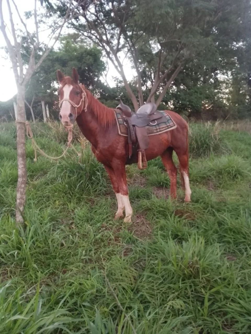 Cavalo pra venda