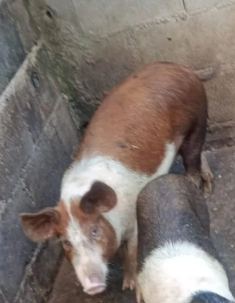 Porca caipira prenha