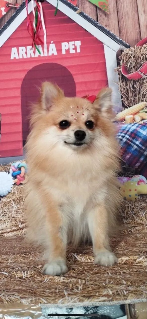 Spitz alemão (Lulu da Pomerânia) anão