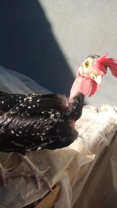 Ganize polaco mod let  - Foto 4