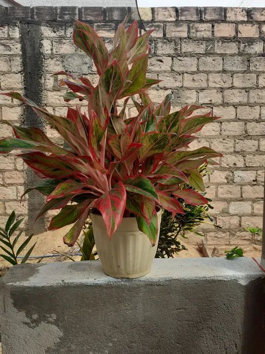  Aglaonema - Foto 3
