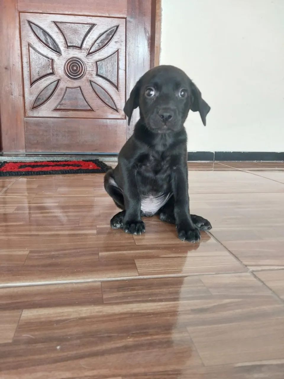 Labrador 