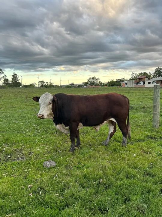 Touro Braford à venda - Foto 2