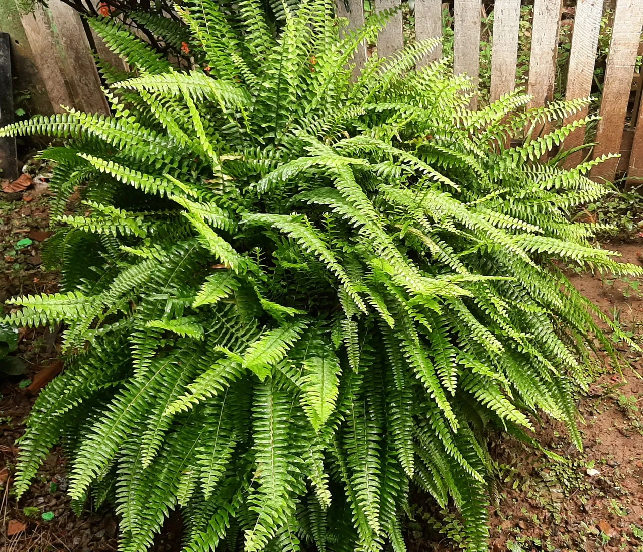 Samambaia verde - planta de interior