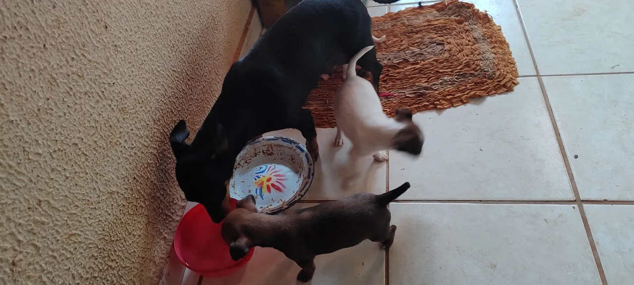 Filhotes de Pinscher disponíveis para adoção