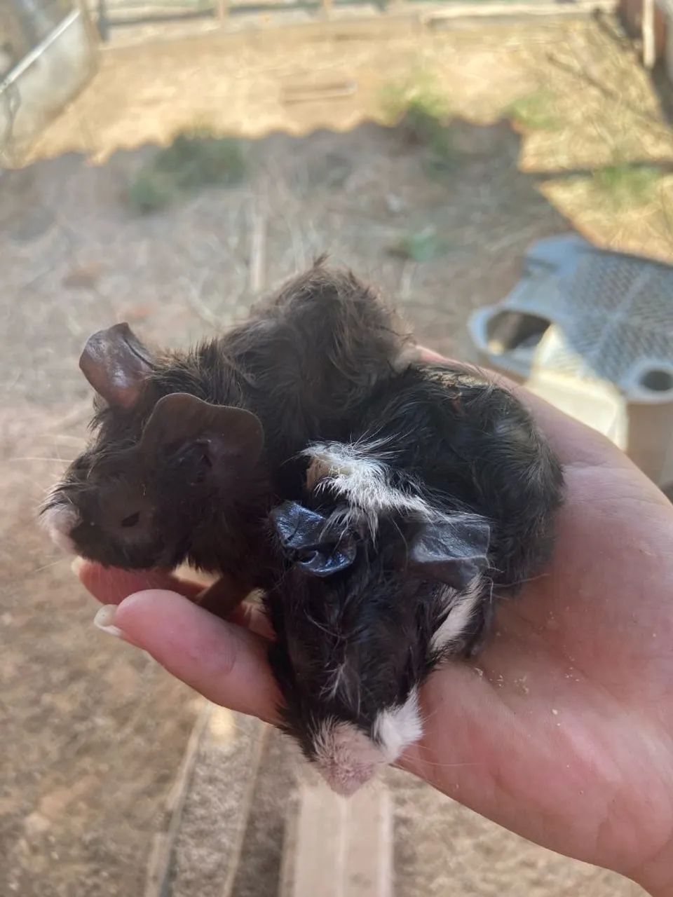 Cinco filhotes de porquinhos da índia fofinhos disponíveis - Foto 3