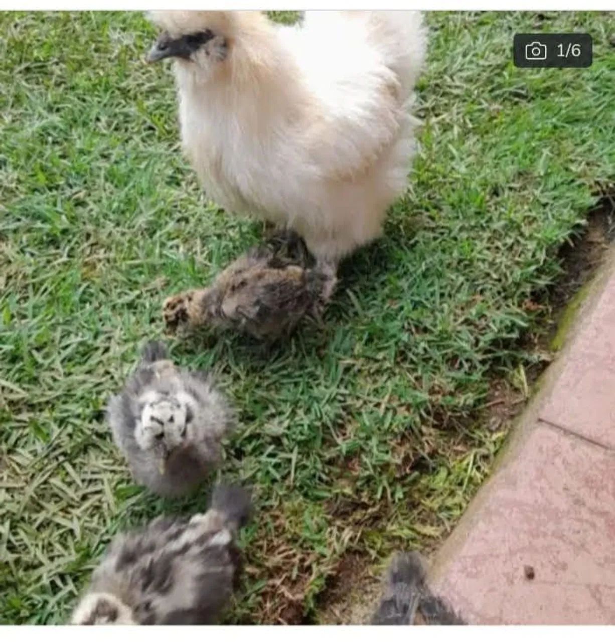 Galinha Sedosa do Japão- Prata e preta
