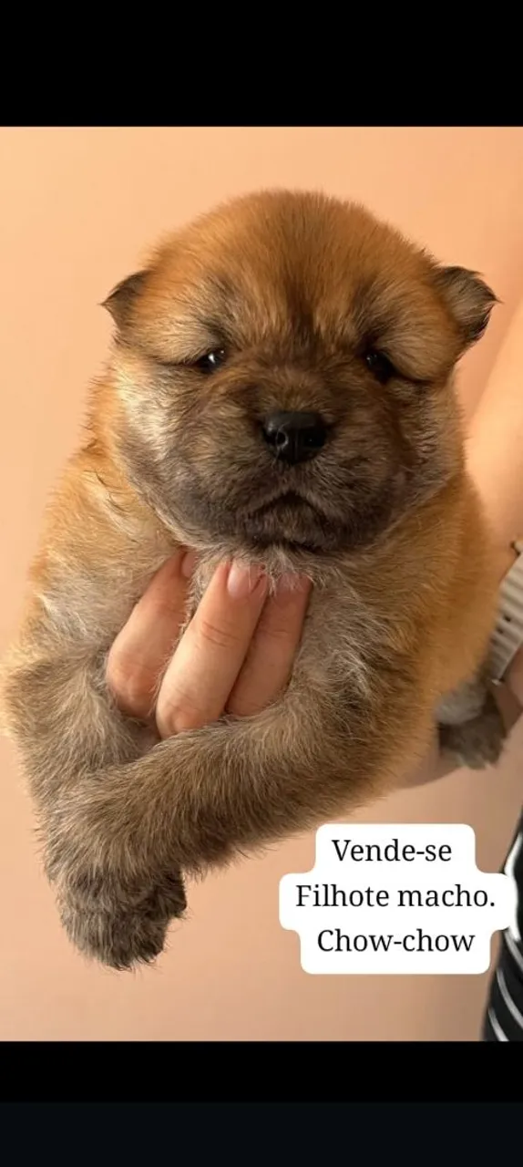 Filhote Chow-Chow Macho para Venda