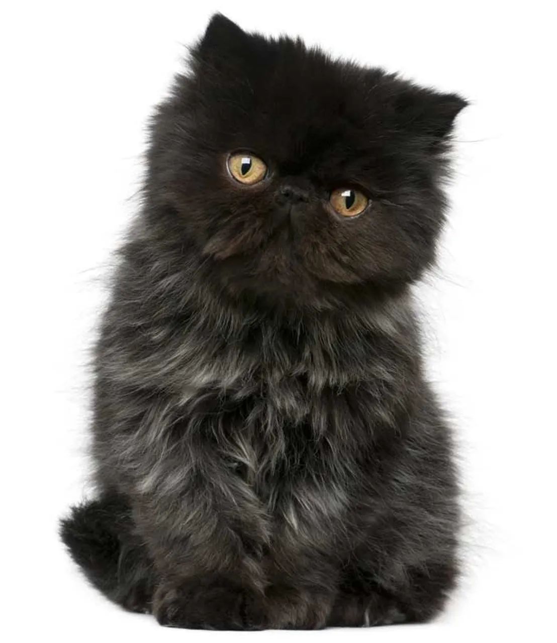 Gatinho Persa Puro - Carinhoso e Elegante - Foto 3