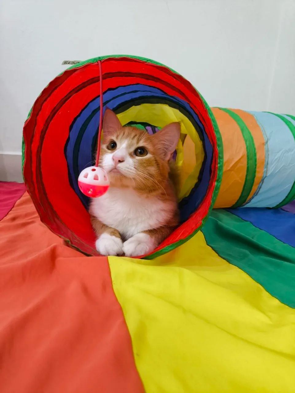 ADOÇÃO RESPONSÁVEL  - Foto 2