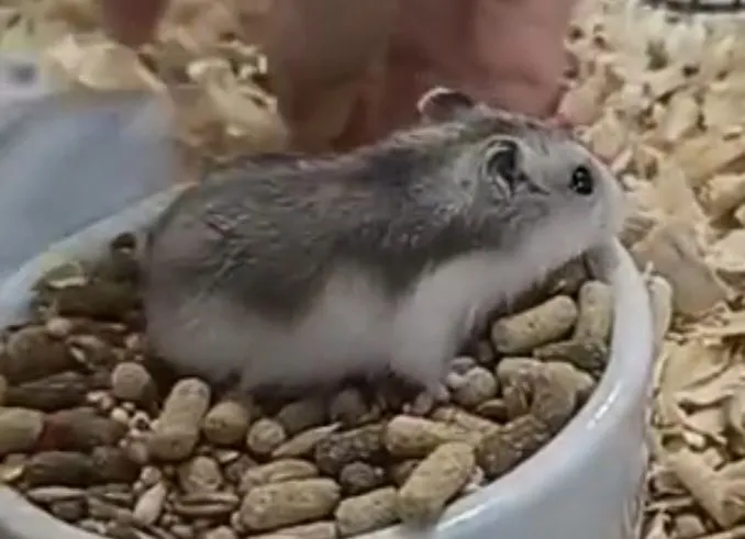 Hamster Anão Russo 