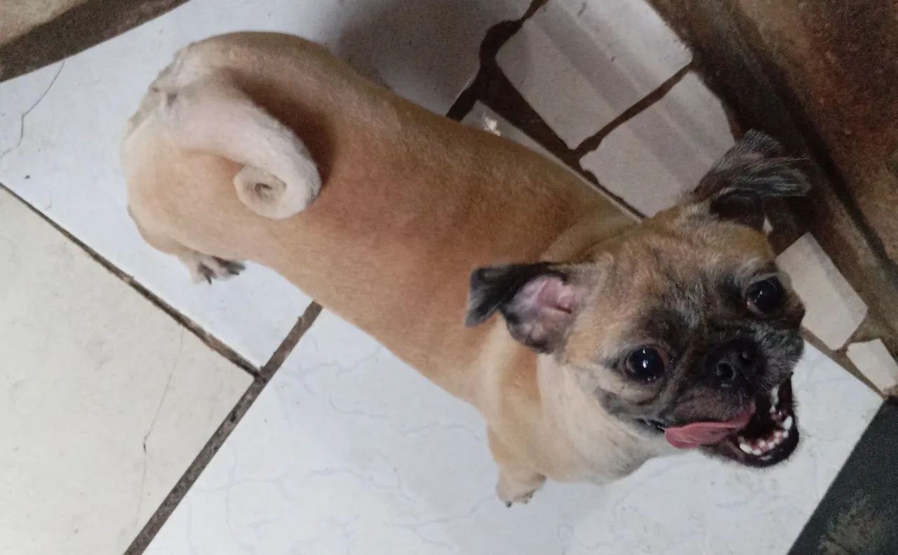 Cachorra fêmea raça Pug