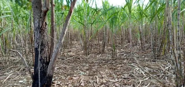 Chácara para Venda em Brazlândia- DF no Padre Lúcio - Foto 3