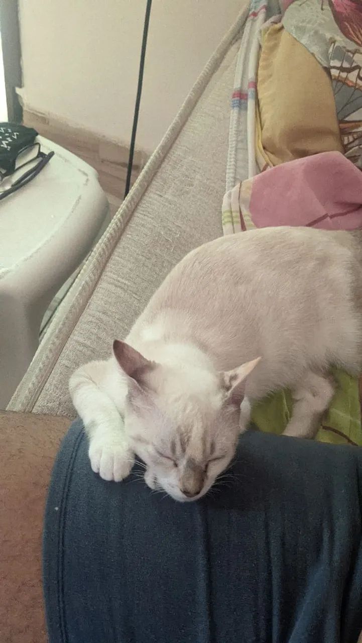 Gato persa disponível para adoção