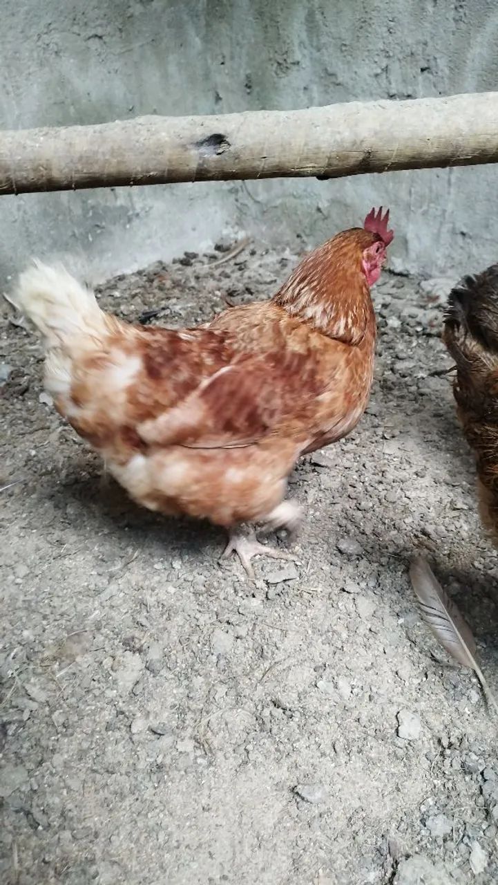 Galinha poedeira Isabraw 