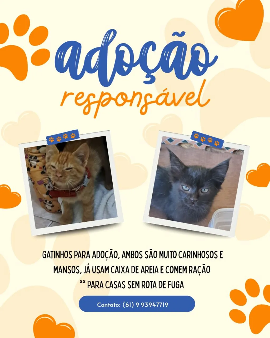 Gatinhos para adoção responsável