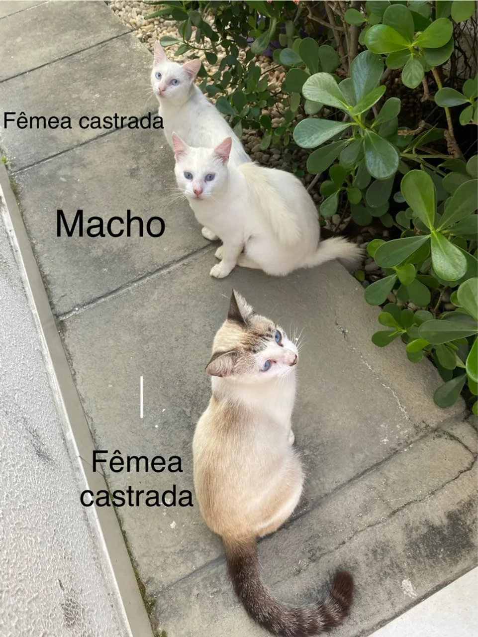 Gatinhos lindos para adoção!