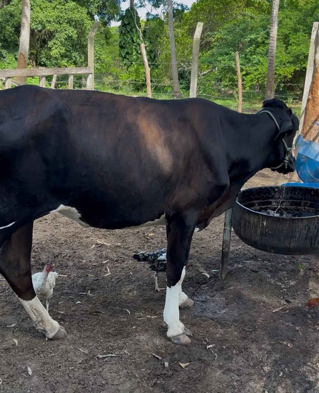 Novilha Holandesa - Foto 2