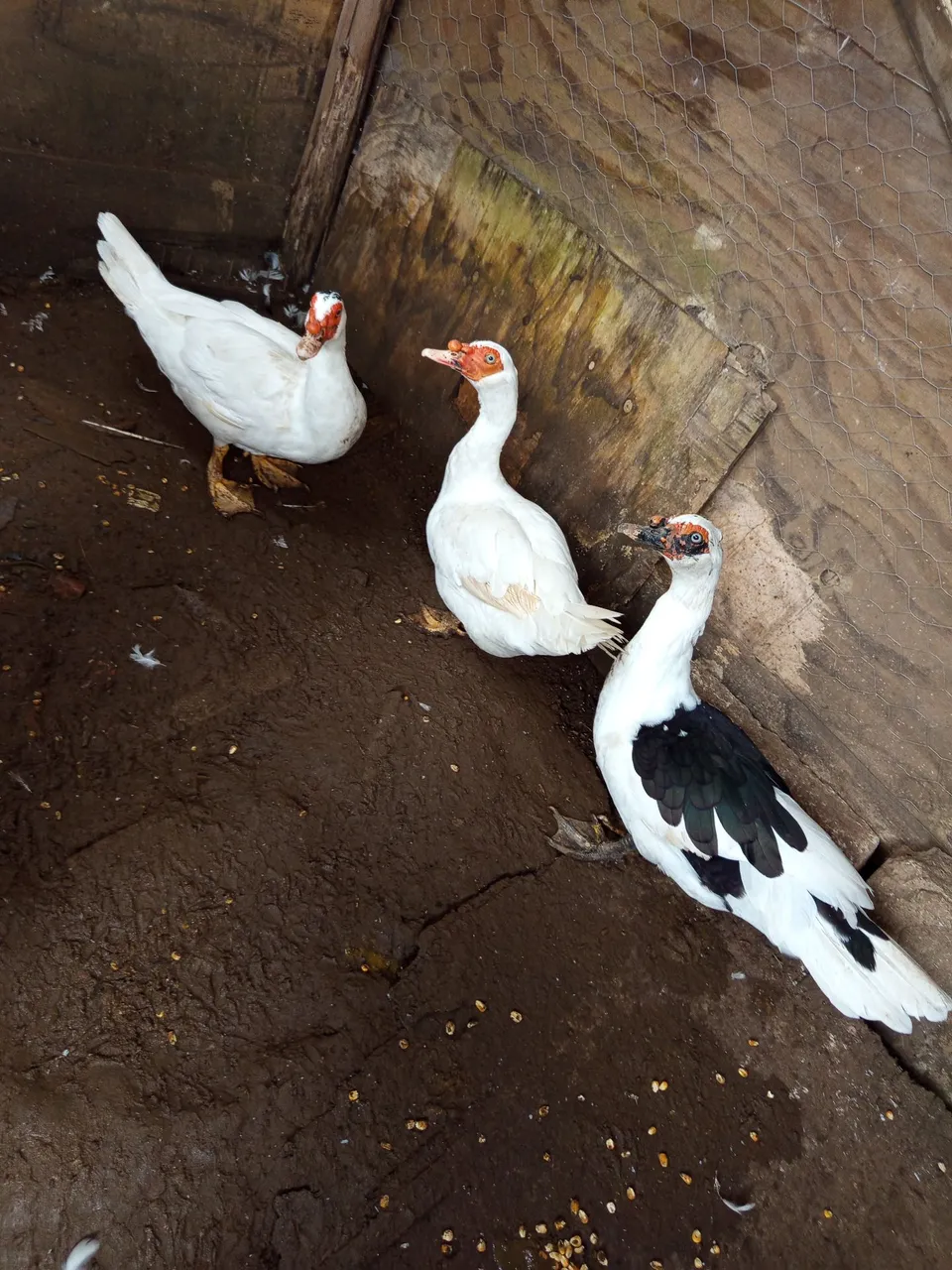 Venda de patos