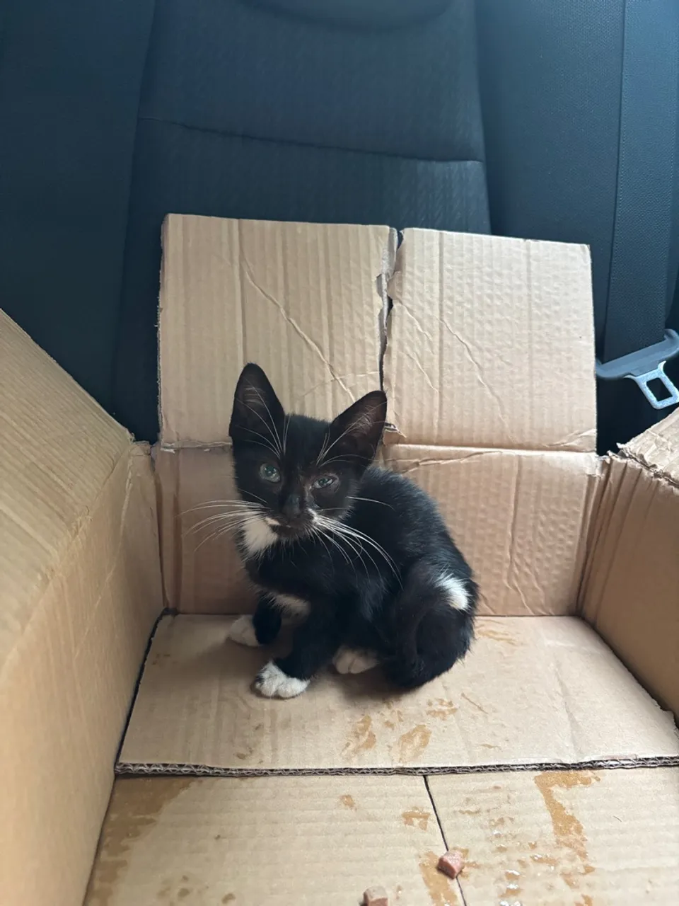 Doação de gato filhote