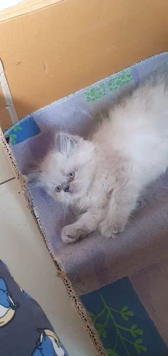 Gatinho persa branco -  Olhos azuis - Foto 2