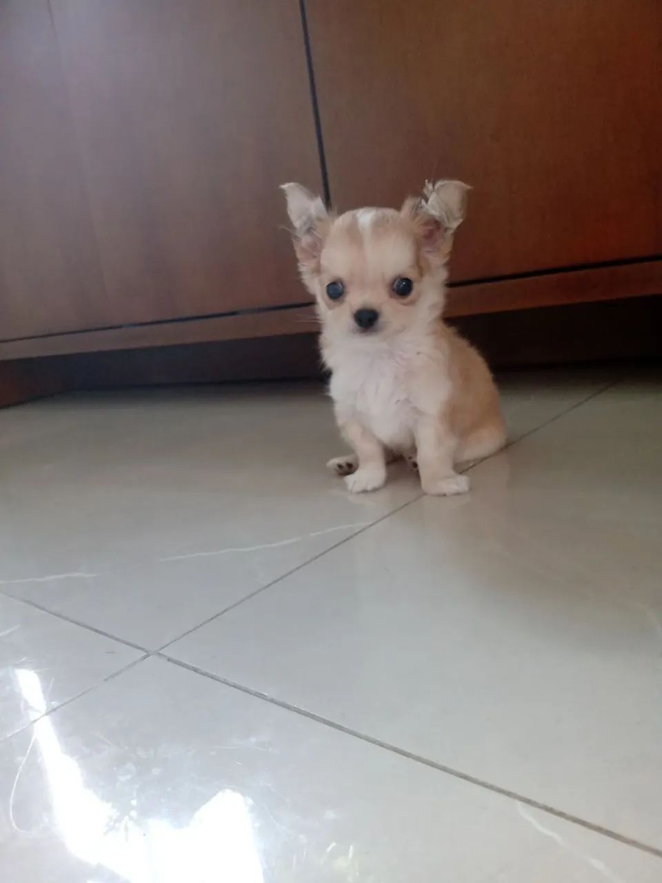 Filhote de chiuhuahua "MACHO" - Foto 3