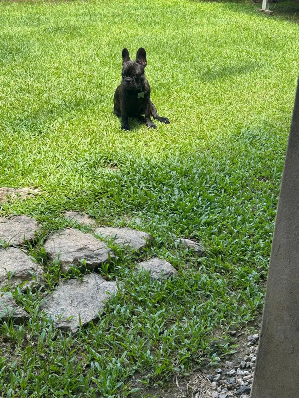 Vendo buldogue francês macho