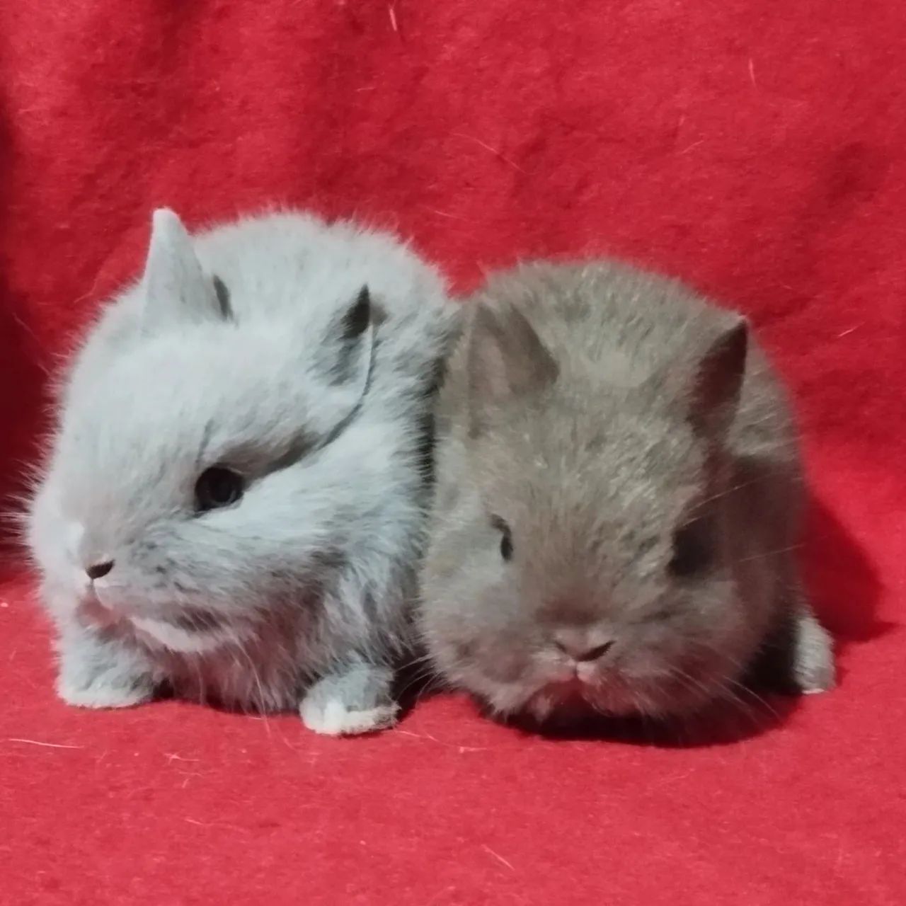 Mini coelho anão netherland dwarf linhagem importada  - Foto 6