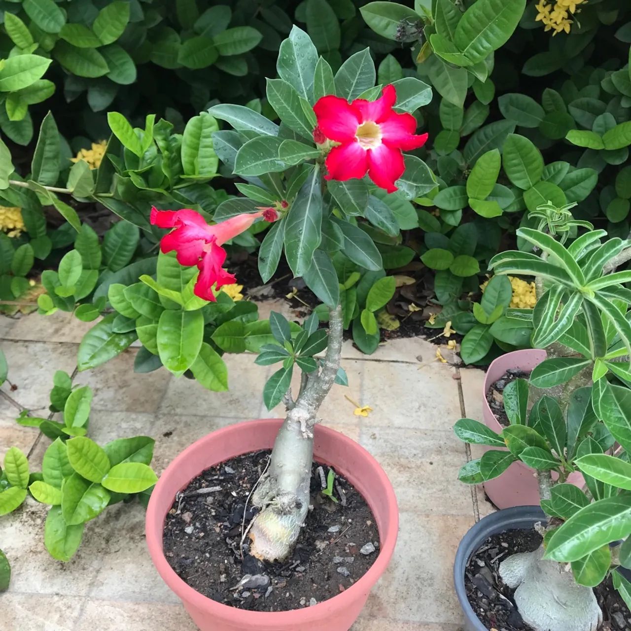 Rosas do deserto e Suculentas ? - Foto 6