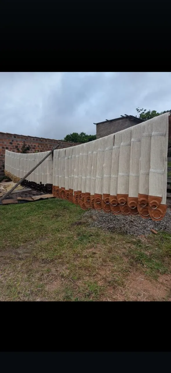 Par de barrigueiras de trama e de fita 
