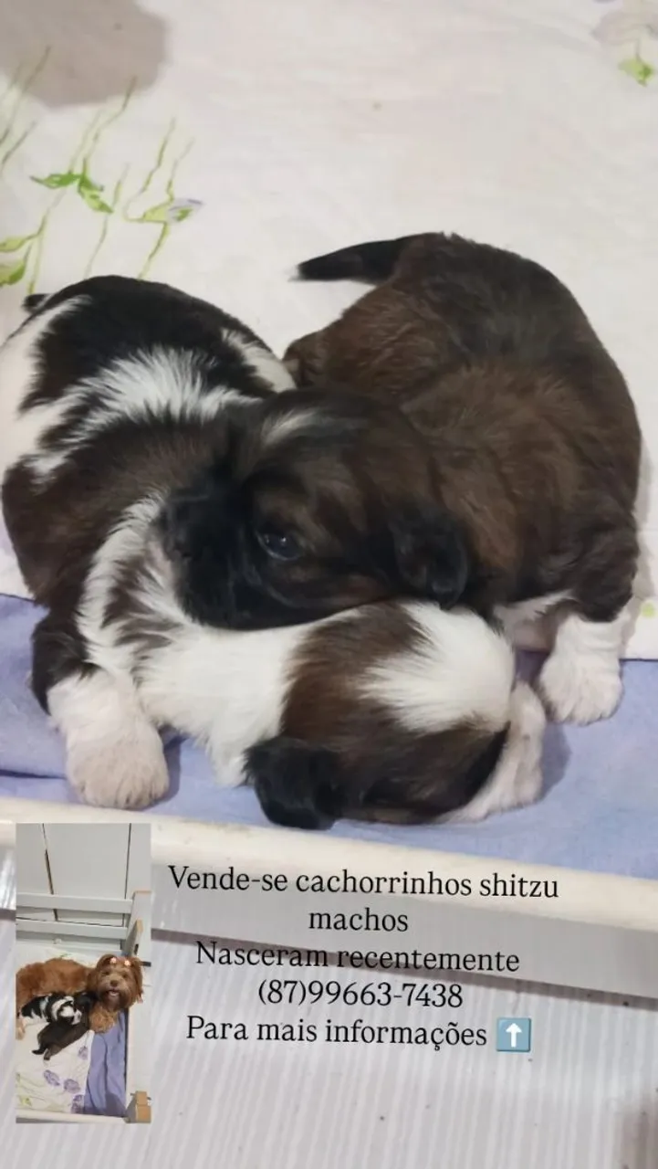 Filhotes Machos Shih Tzu à Venda!