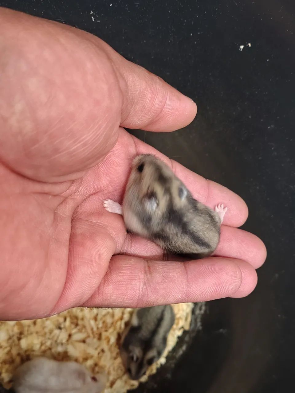 Filhotes de hamster Anão Russo (Chinês) - Foto 5