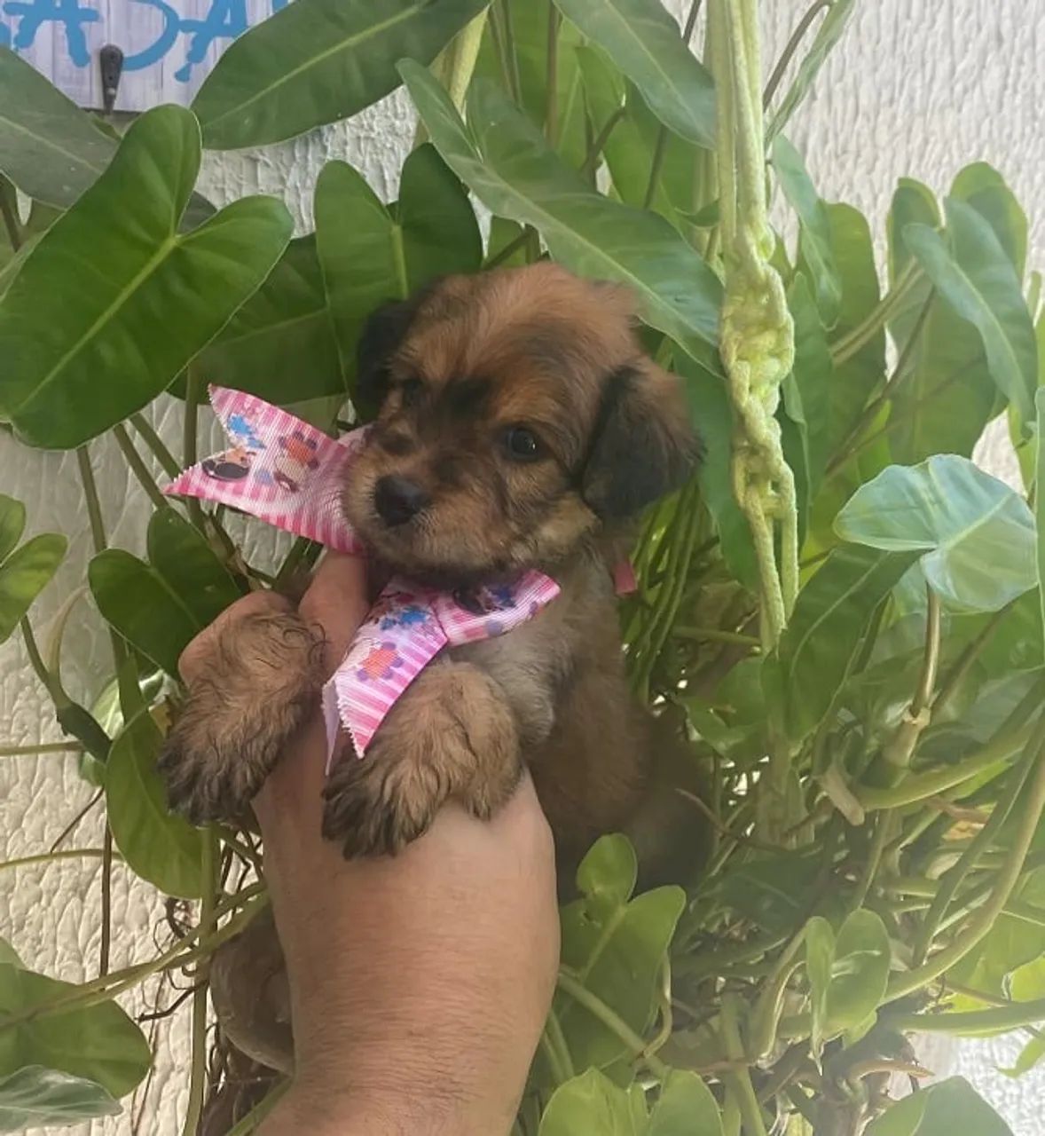 Maltipoo caminha brinde zap (85)99990.2592