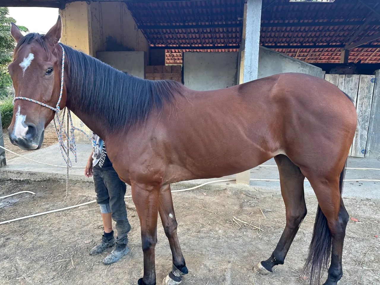 Égua Qm Po  - Foto 2