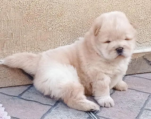 Chow CHow todas as cores, bem parrudos, americano e primitivo