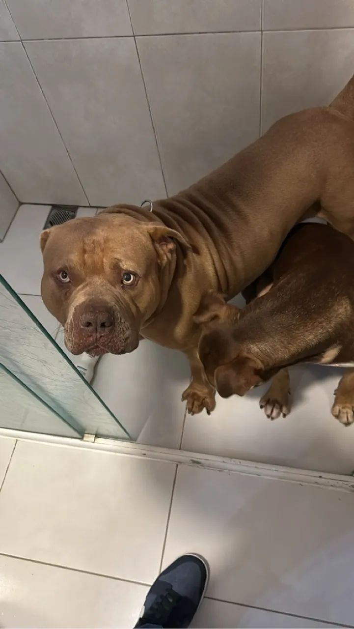 Doação de casal de pit 