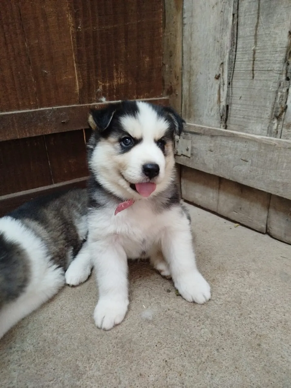 Husky siberiano