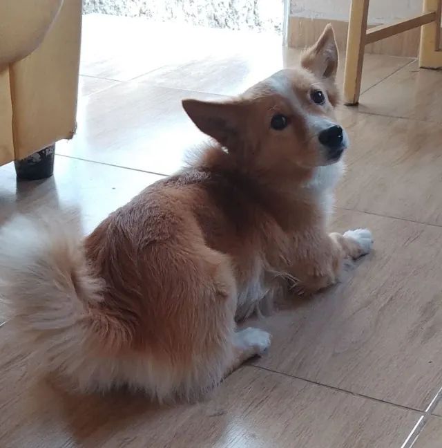 Cachorro fofinho 