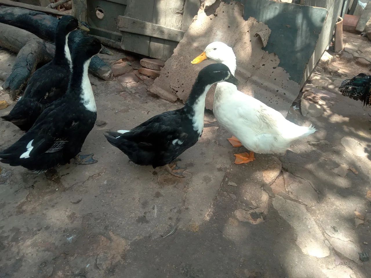 Marrecos adultos,2 casais por 210$( os 4 ) já é o menor preço.