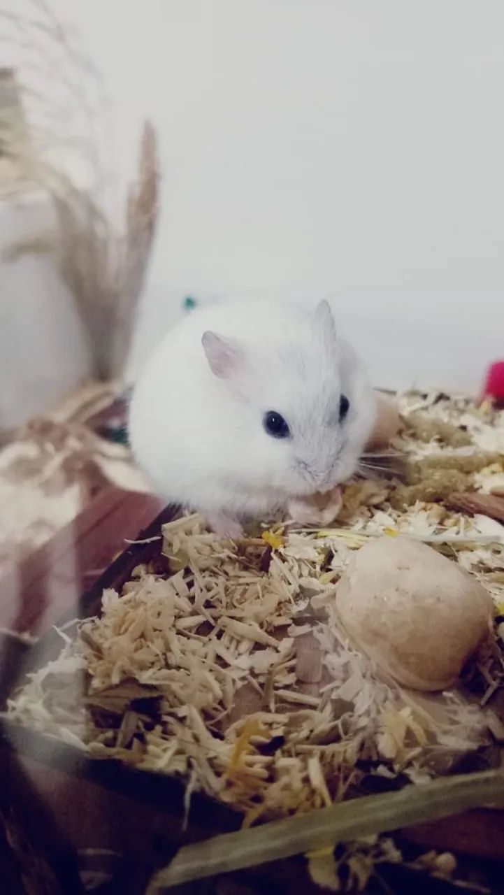 Female Russian dwarf hamster