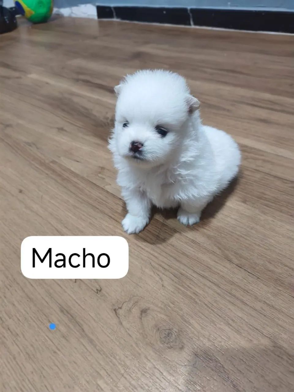 Lulu da pomerana  - Foto 2
