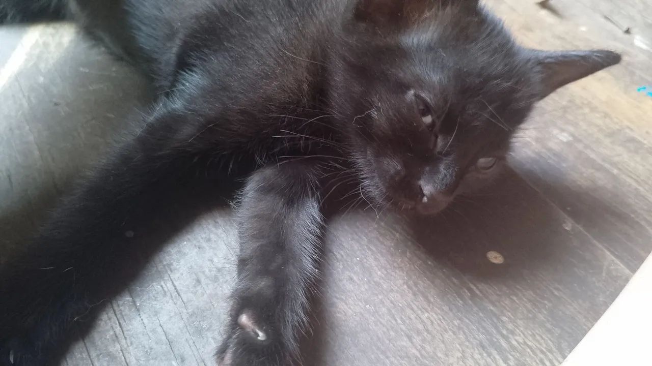 Doação de gatinho - Foto 2