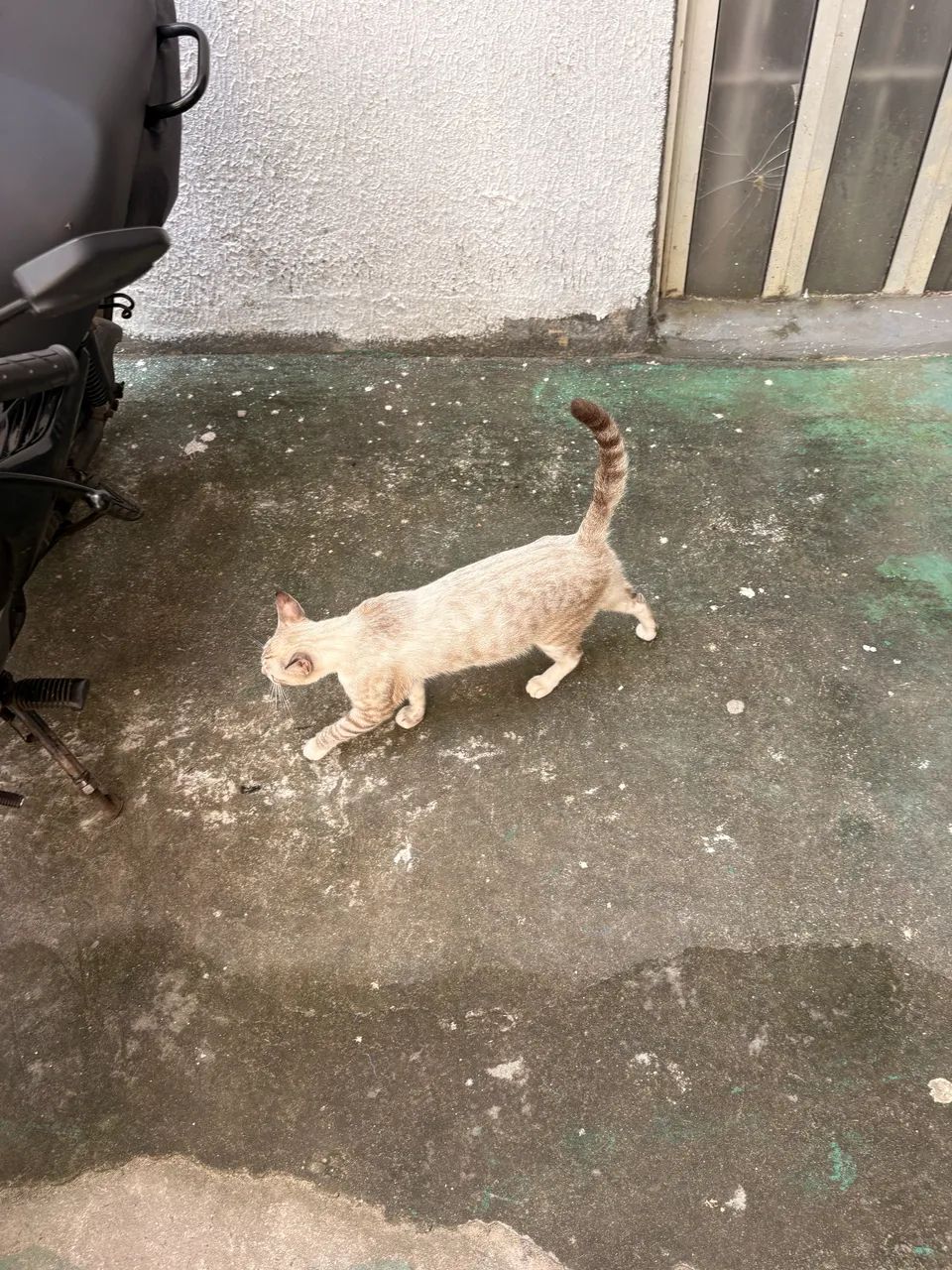 ADOÇÃO RESPONSÁVEL  - Foto 4