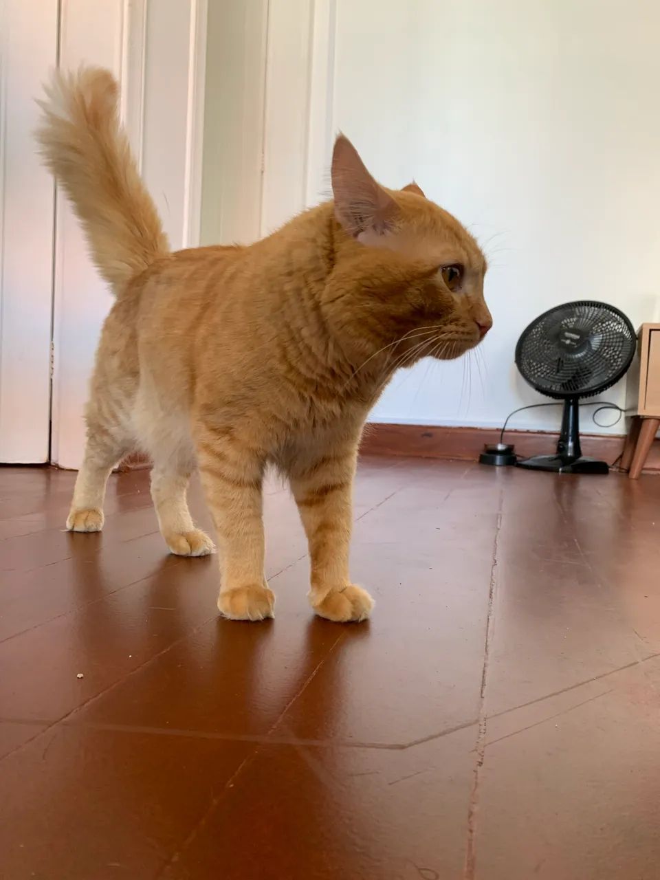 Gato para adoção  - Foto 5