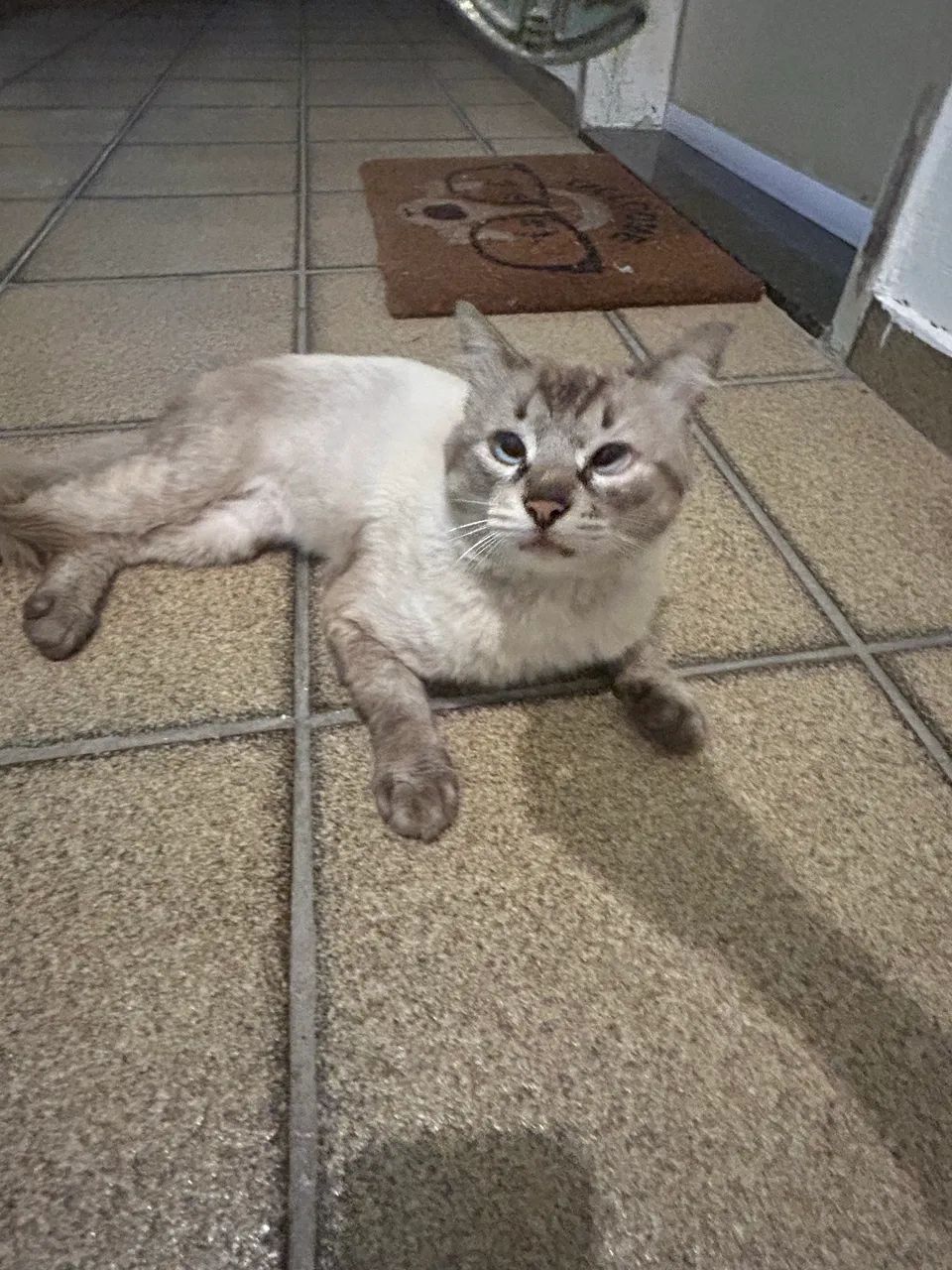 Gatinho macho para adoção  - Foto 4