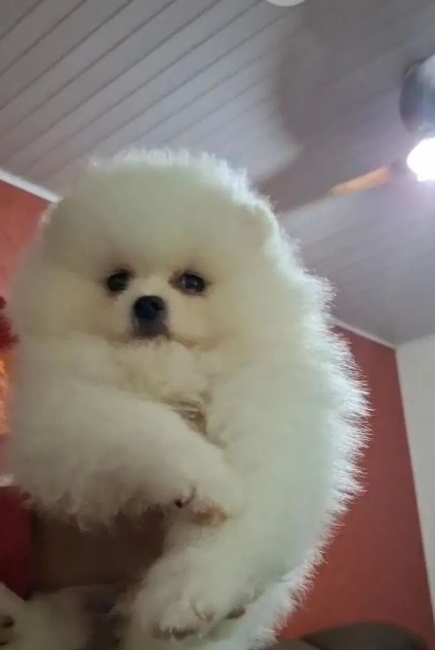 Spitz Alemão 