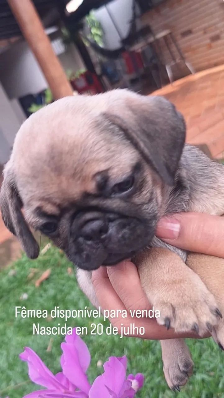 Filhotes de pug - Foto 3
